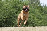 BULLMASTIFF 292